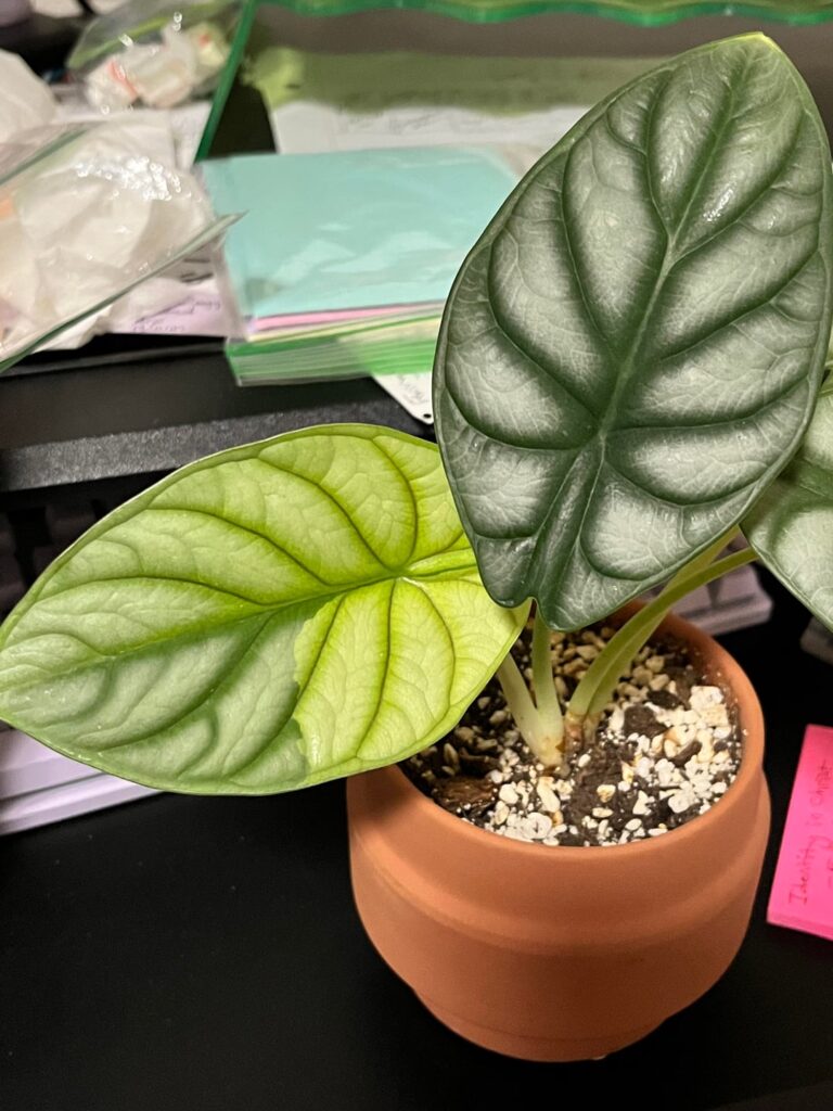 Variegation on this alocasia silver dragon?