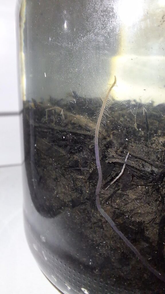Three photos of the same big worm, what is it, and how does it survive/reproduce? Three photos of the same big worm, what is it, and how does it survive/reproduce?