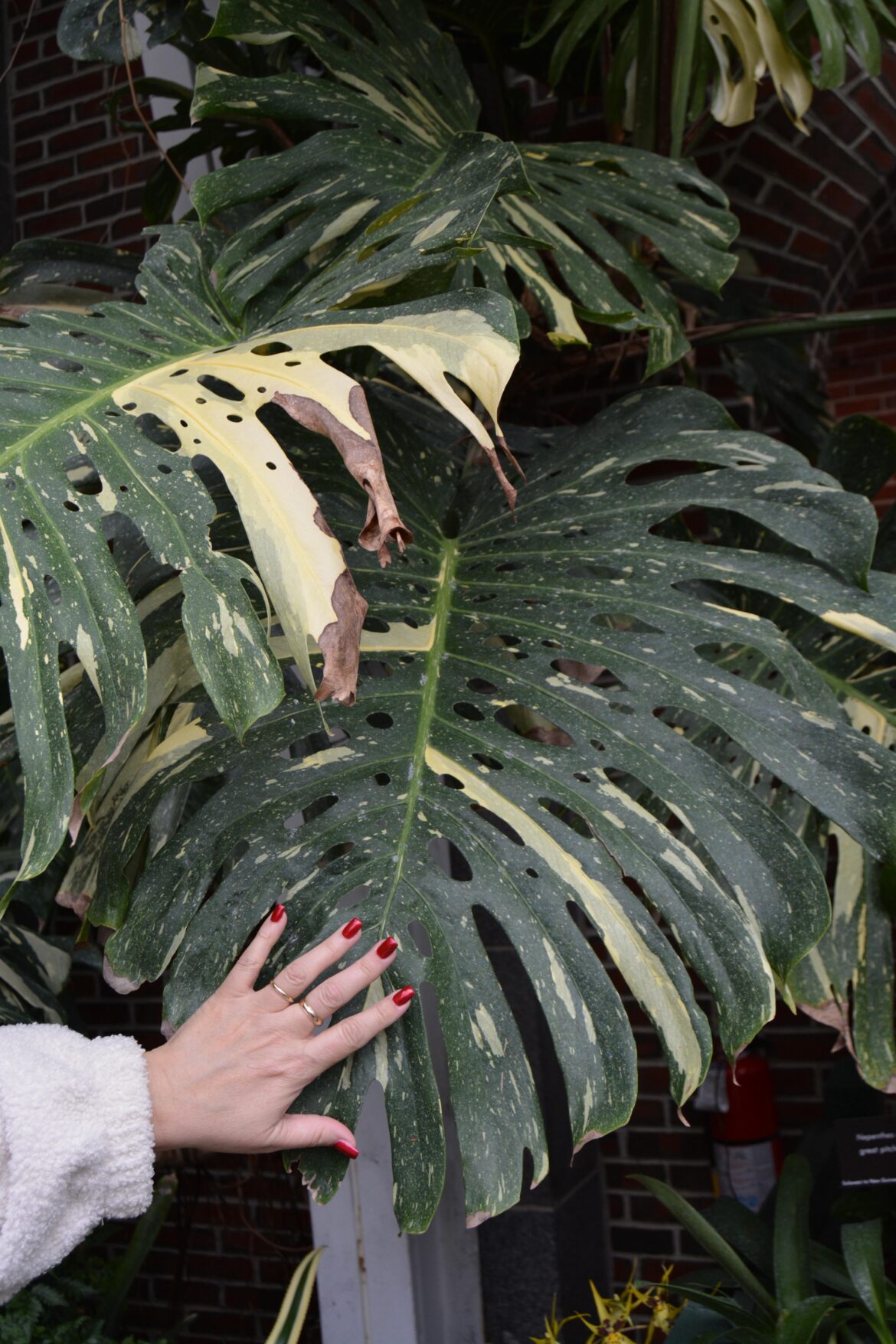 Mature Monstera Thai