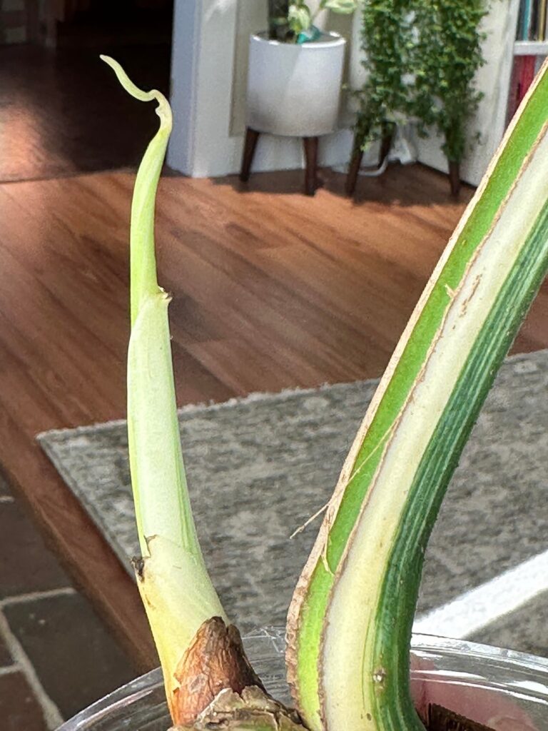 4 months of growth