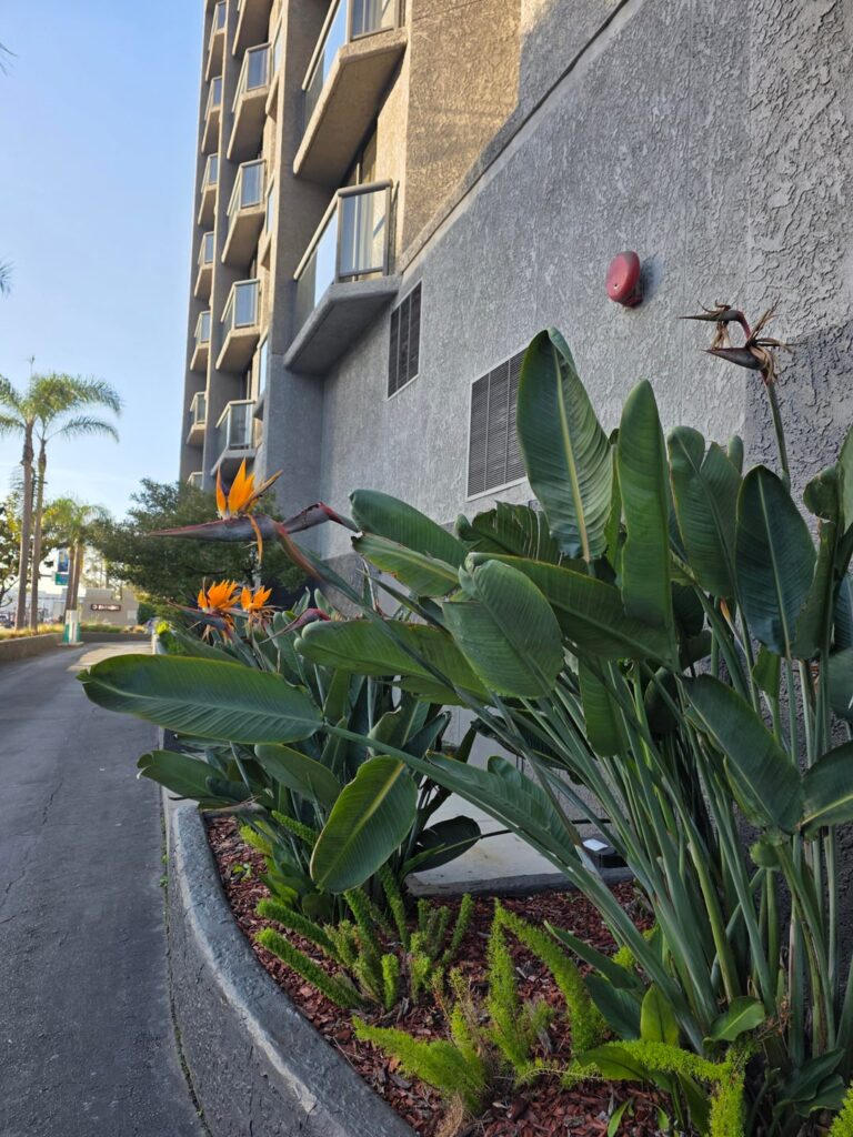 Bird of Paradise