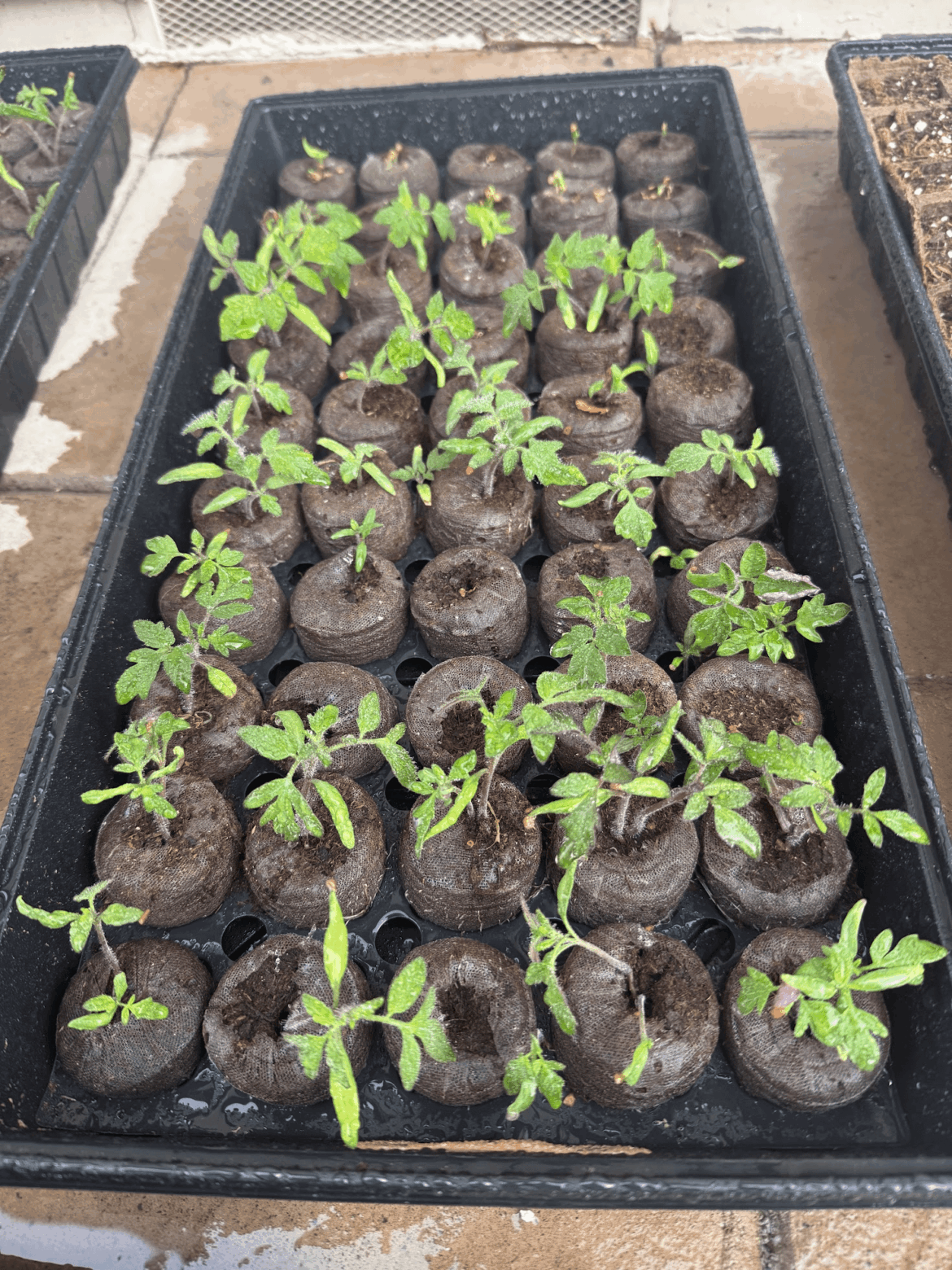 transplanting tomatoes