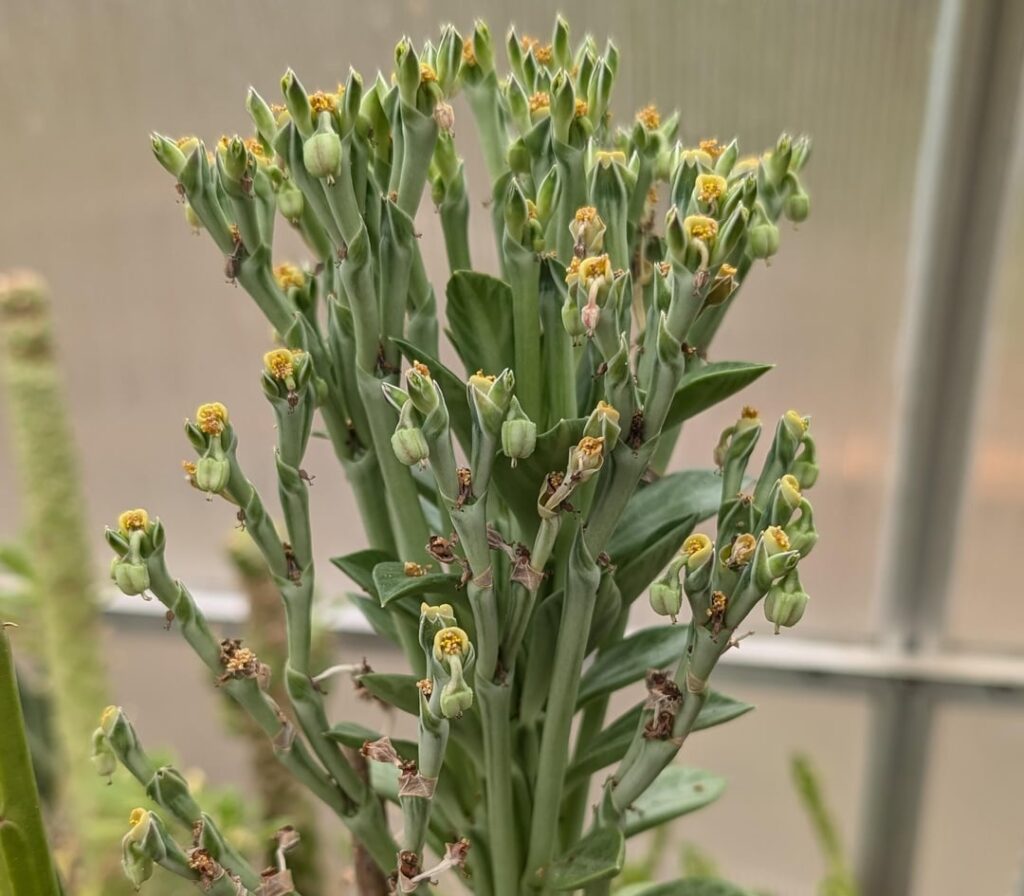 Euphorbia yattana filled with seed pods + seedlings