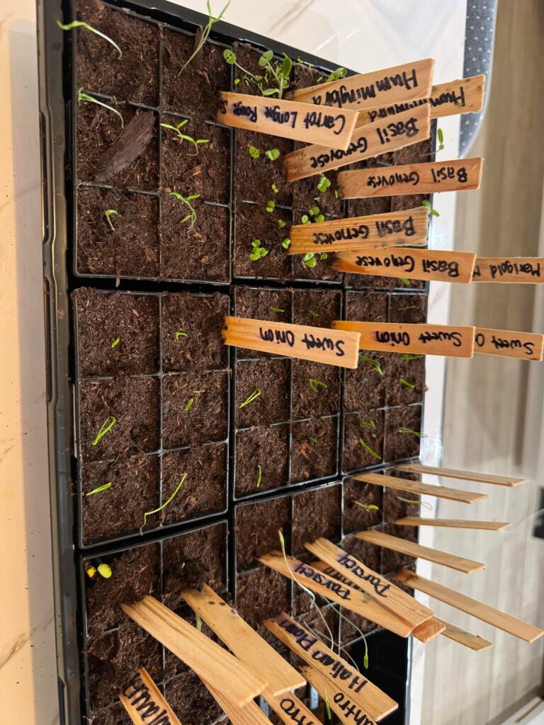 Can I save my seedlings?