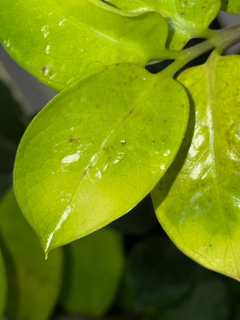 ZZ Plant Spots on New Leaves