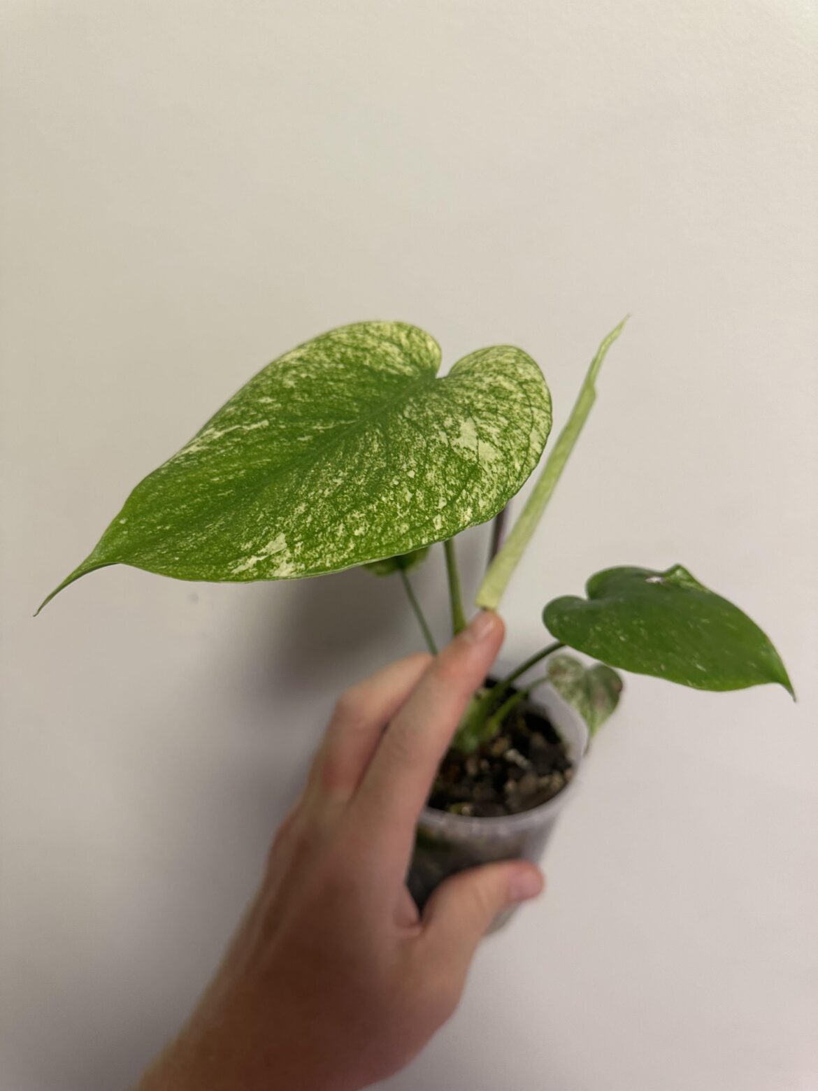 It’s happening again!! (Mint)