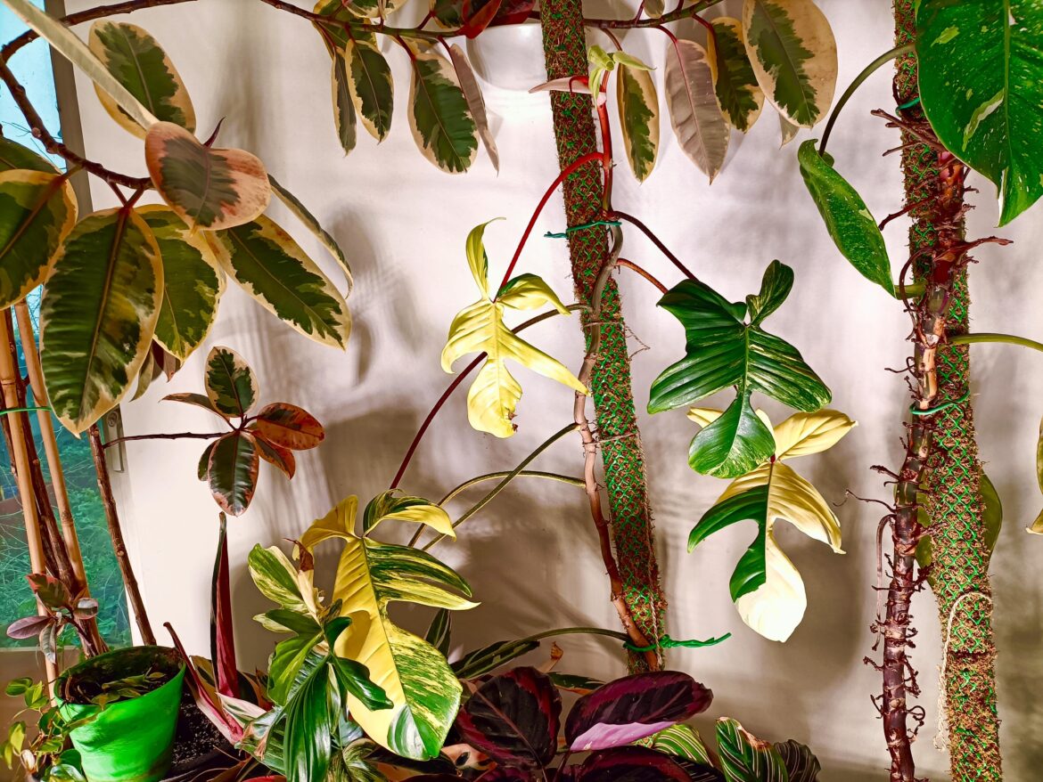 Florida Beauty engulfed by Ficus