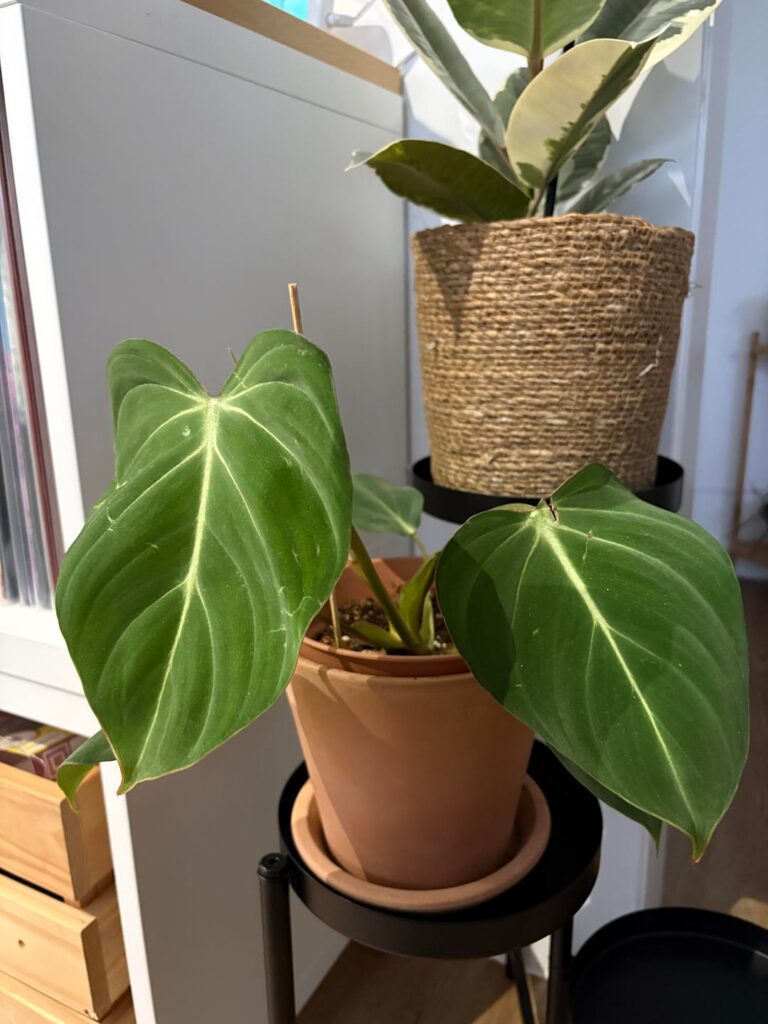 What am I?