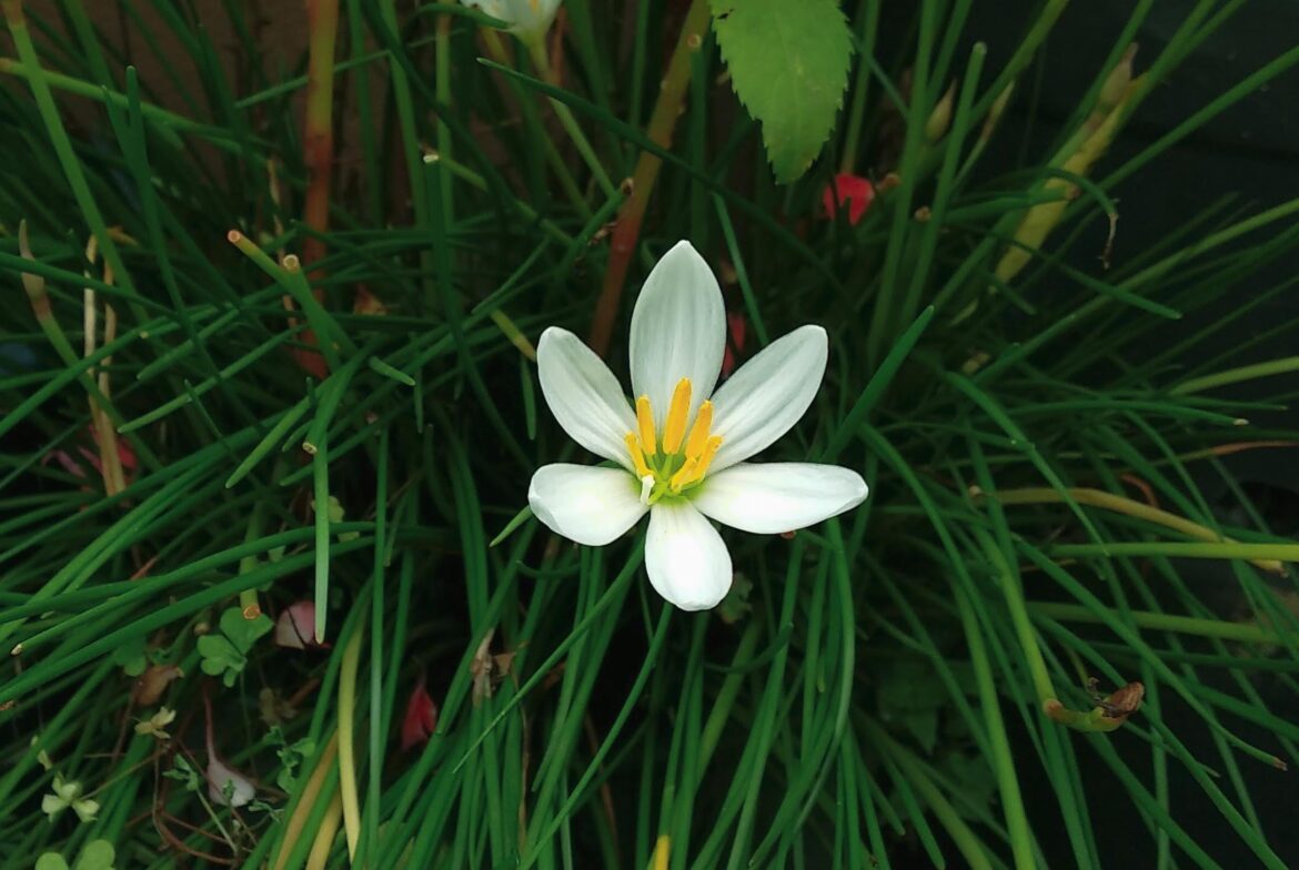 Zepheranthes: White Lily