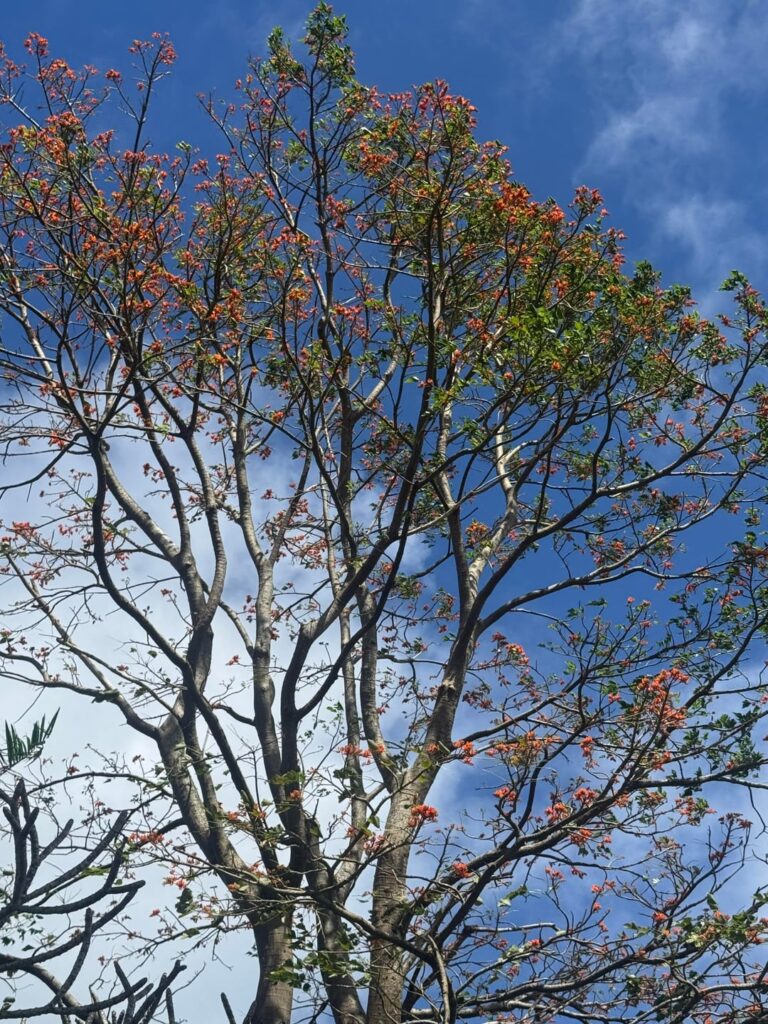 Maui Hawaii Huelo. I was about to cut this tree down until I saw these flowers start blooming. Please identify.