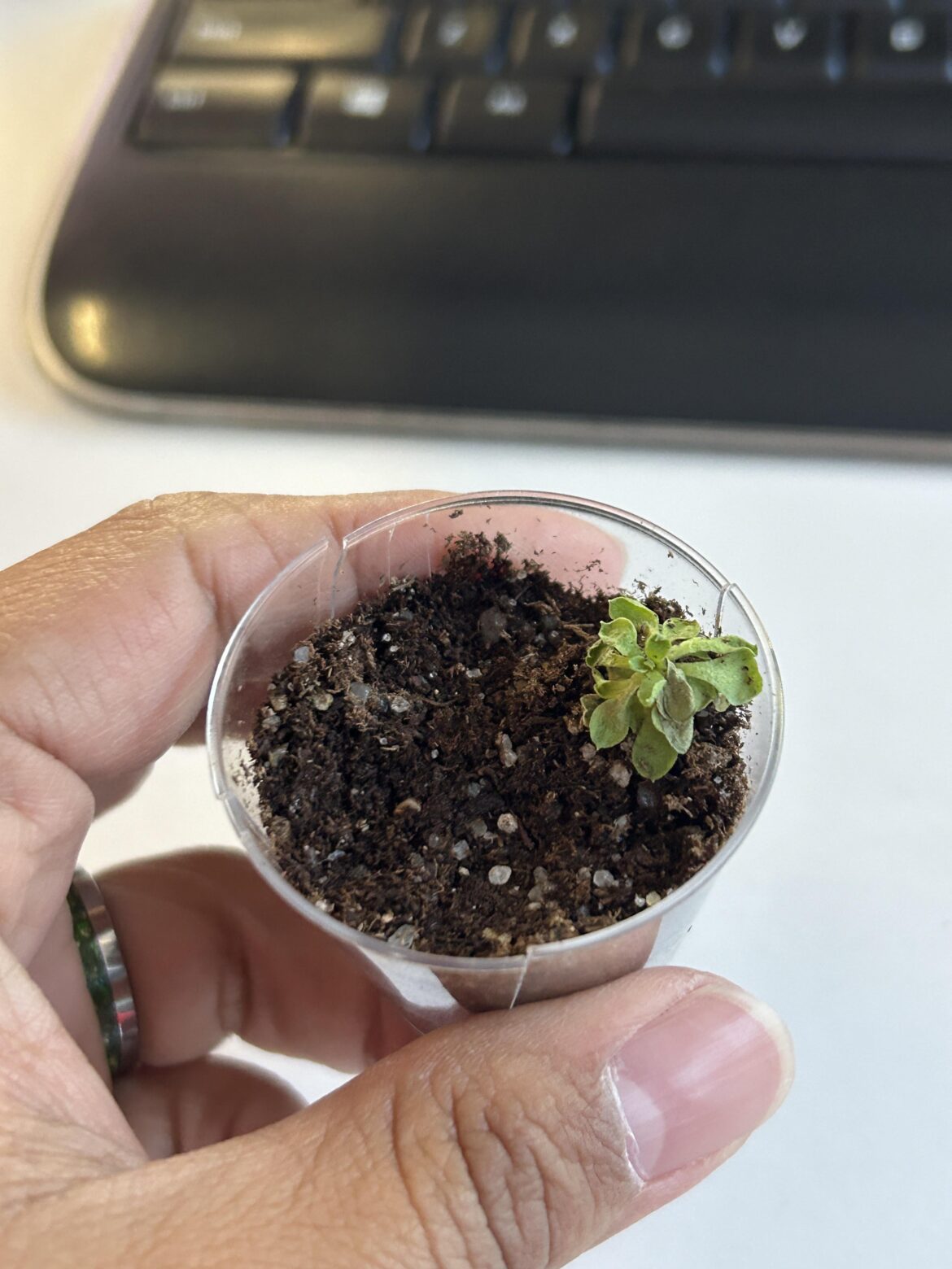 My friend just gifted me a frail triggerplant!