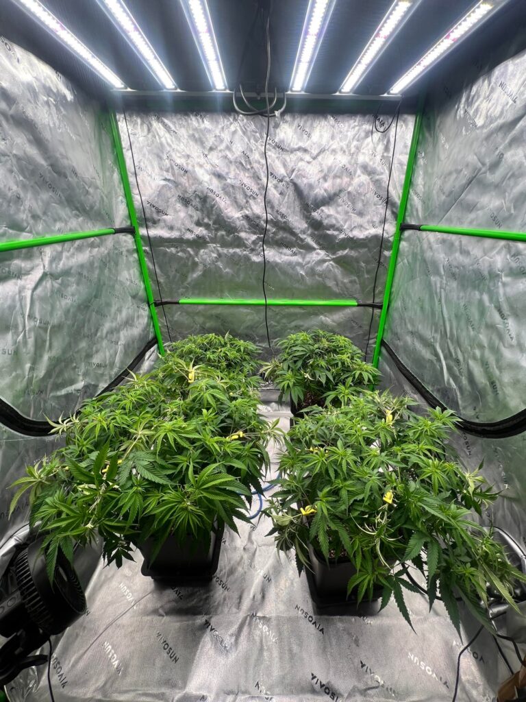 Grimm Glue - Week 6-7