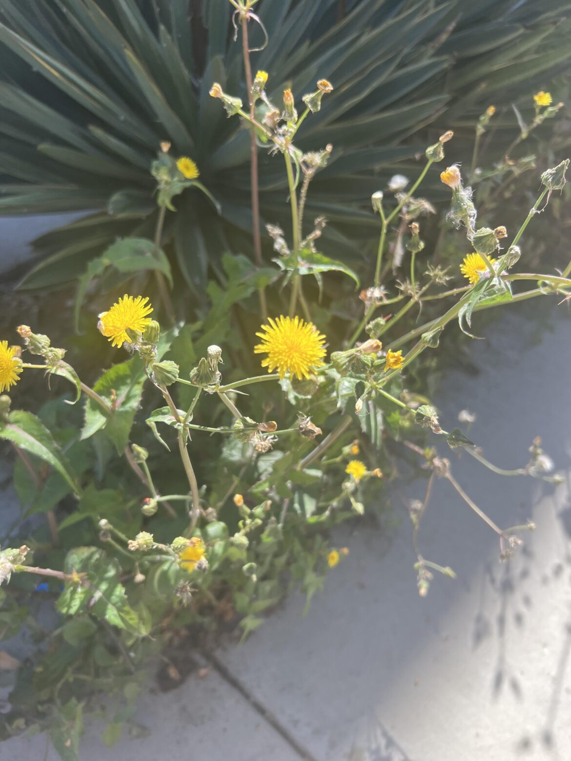 Can someone help me identify this stranger. I ran into this plant while walking my dog. .