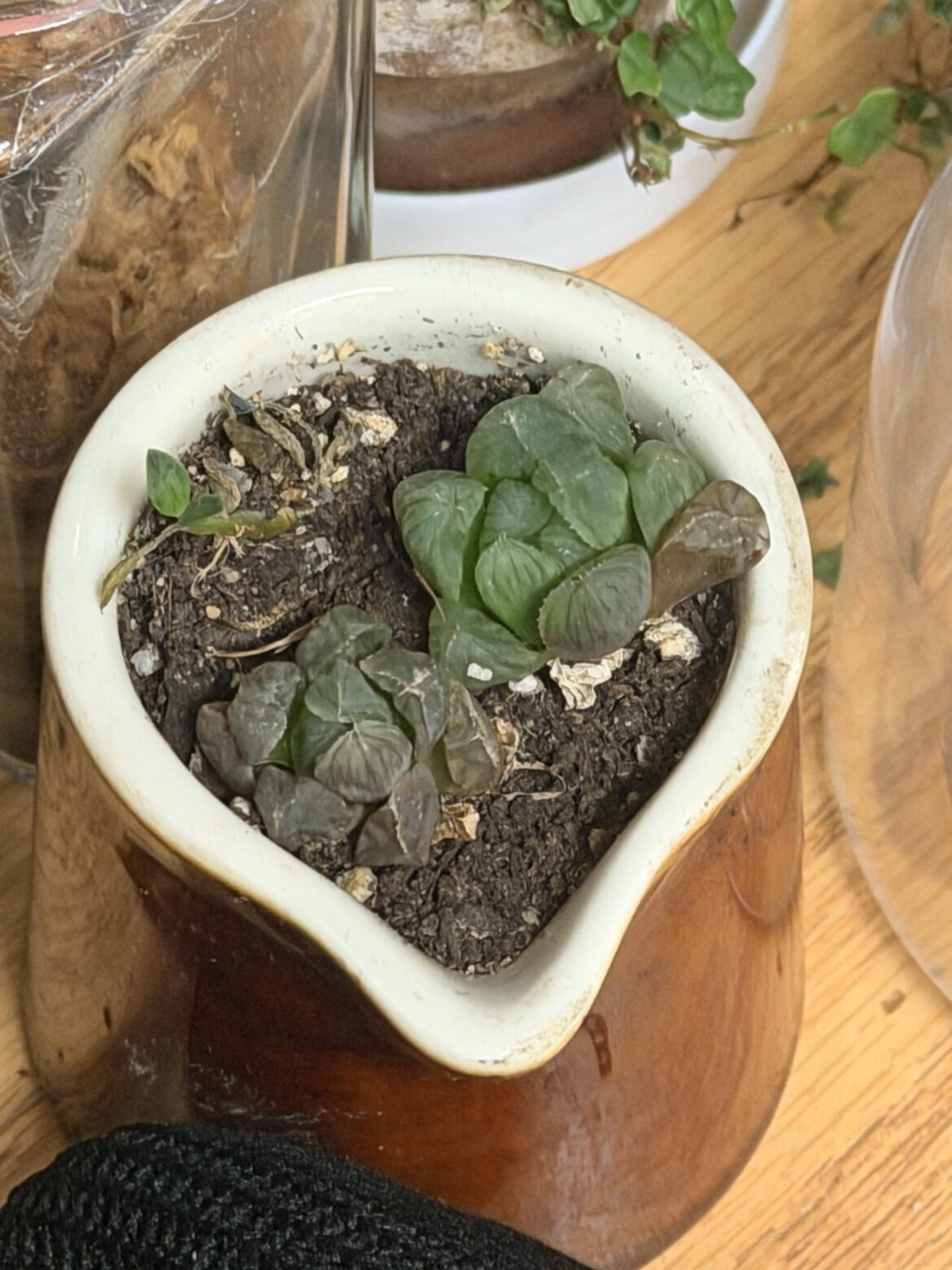 Somehow the weeds are thriving and my alien eggs is not…. Does anyone know why? Somehow the weeds are thriving and my alien eggs is not…. Does anyone know why?