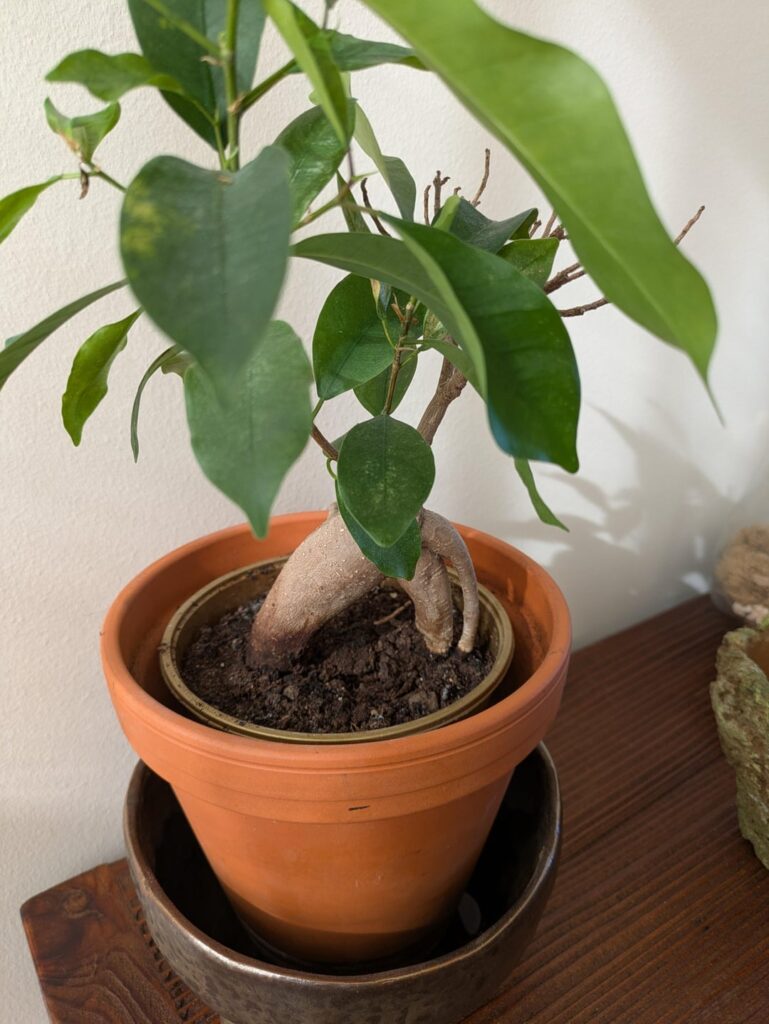 Is my plant ok?