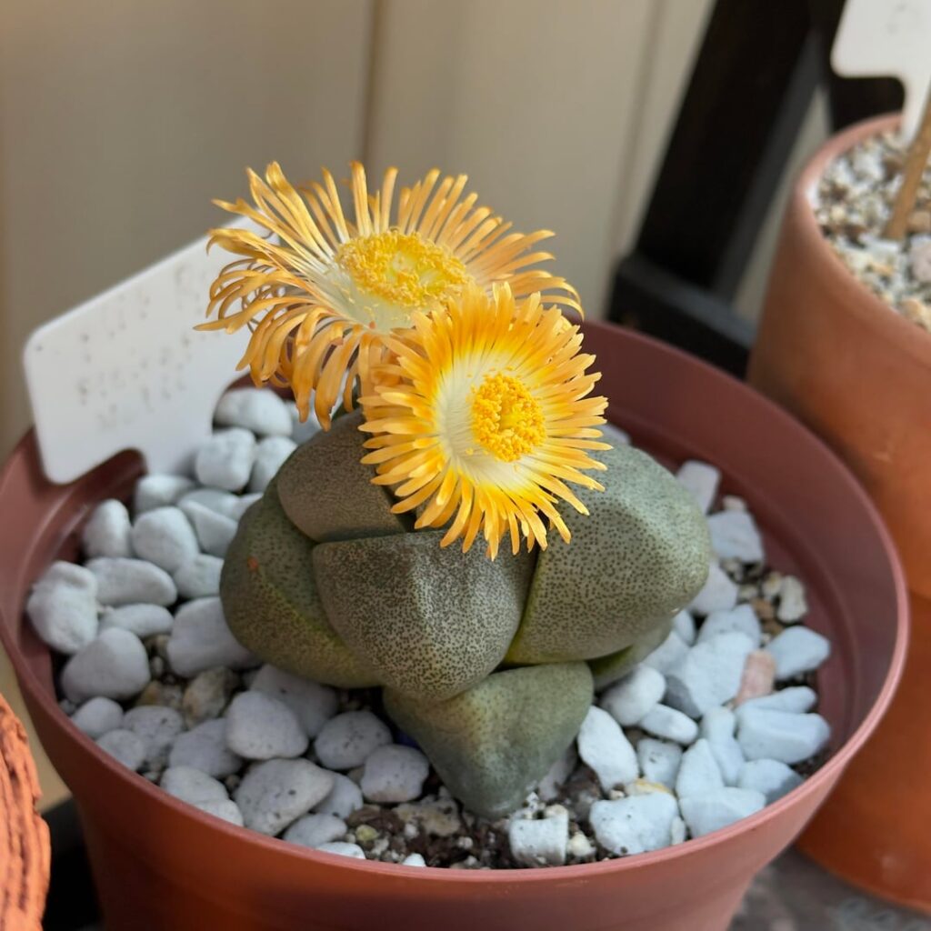 🌼 Splitty Ricky 🪨