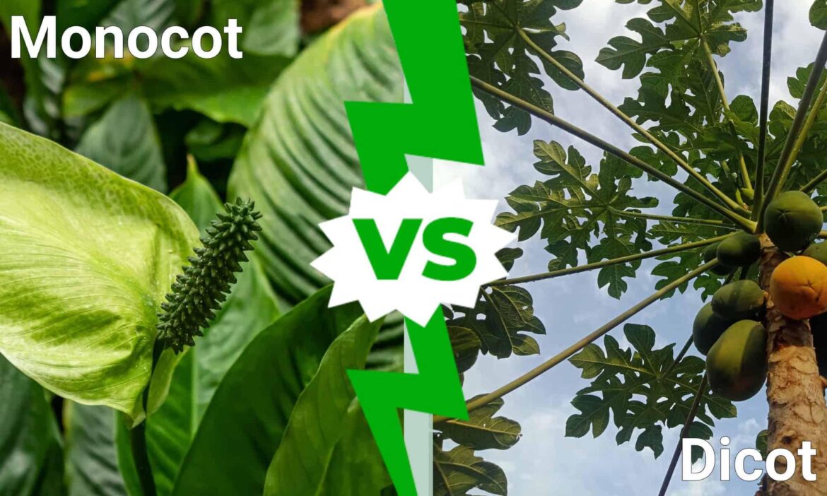 Which is more devoleped? Monocots or Dicots?