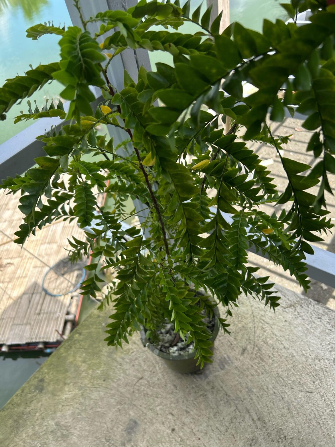 My Mother in law is insisting this is a money tree