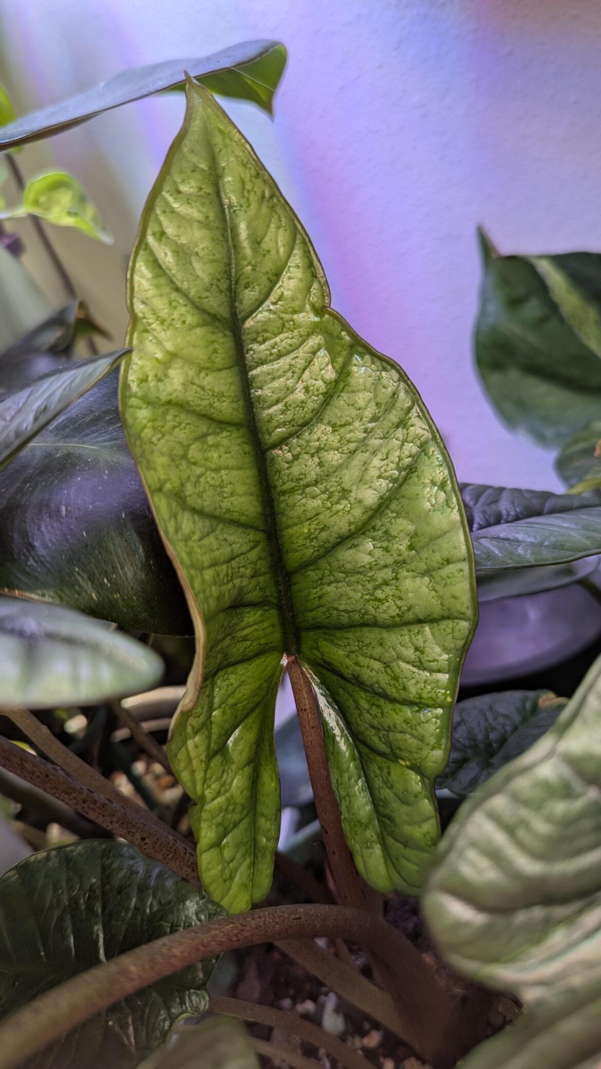 Alocasia Bisma NOID