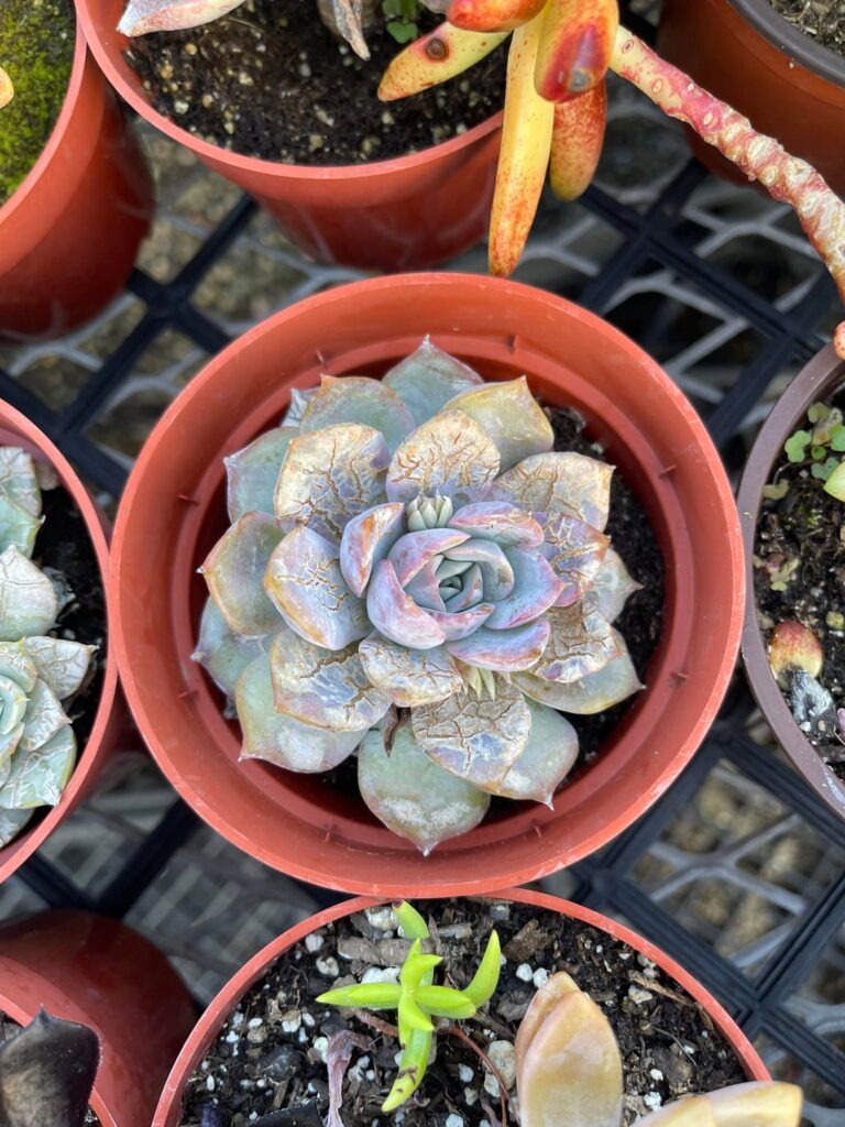 Is this a disease?