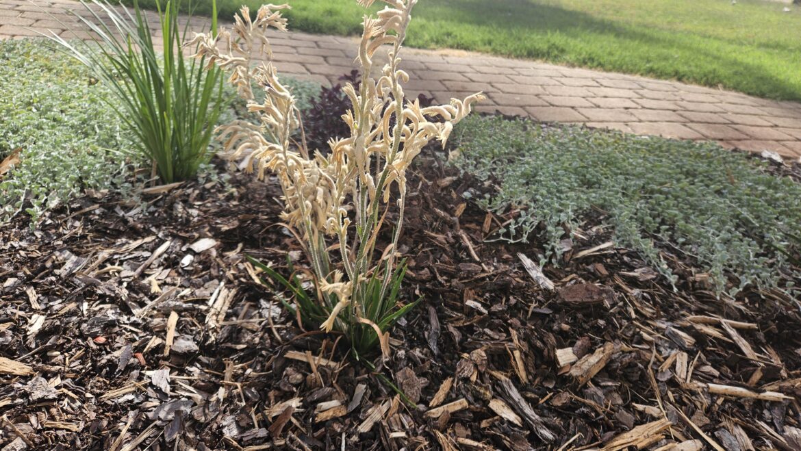 Pruning?