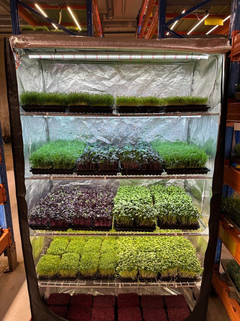Been growing microgreens indoors