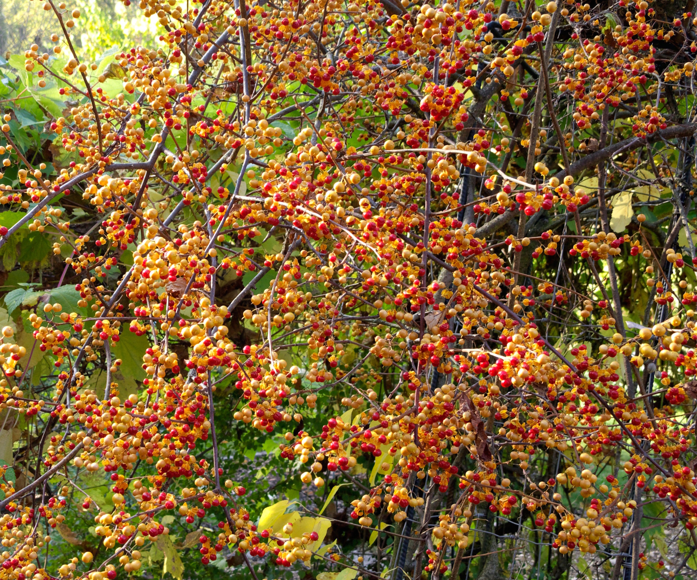American bittersweet, or Celastrus scandens, with red berries in a woodland setting