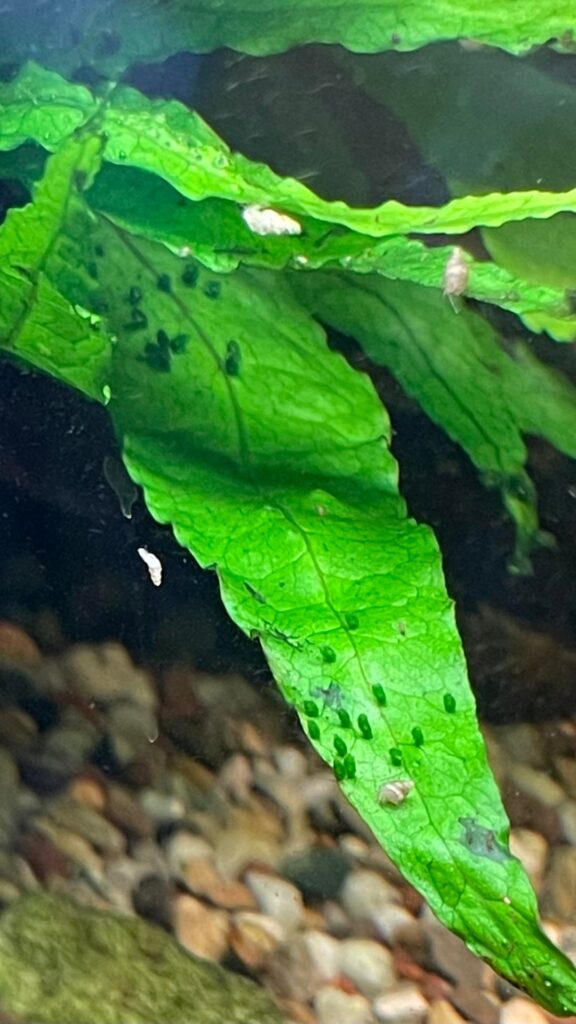 What are these on my Java plant