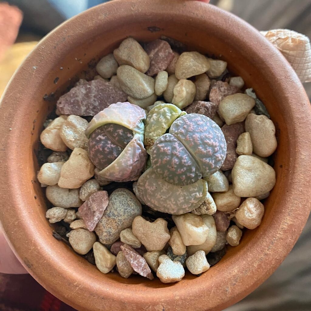 Humble brag. I’ve had these babies in a 2 in tapered terracotta pot for 7 years and they’re still alive!