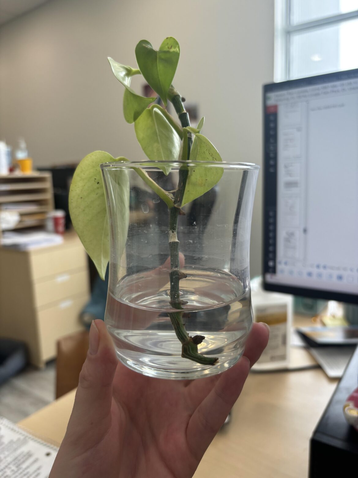 One month, no roots?