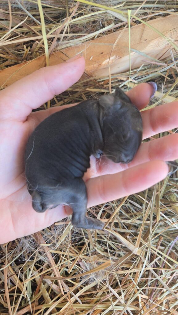 Is this normal? (Meat rabbit kit) Is this normal? (Meat rabbit kit)