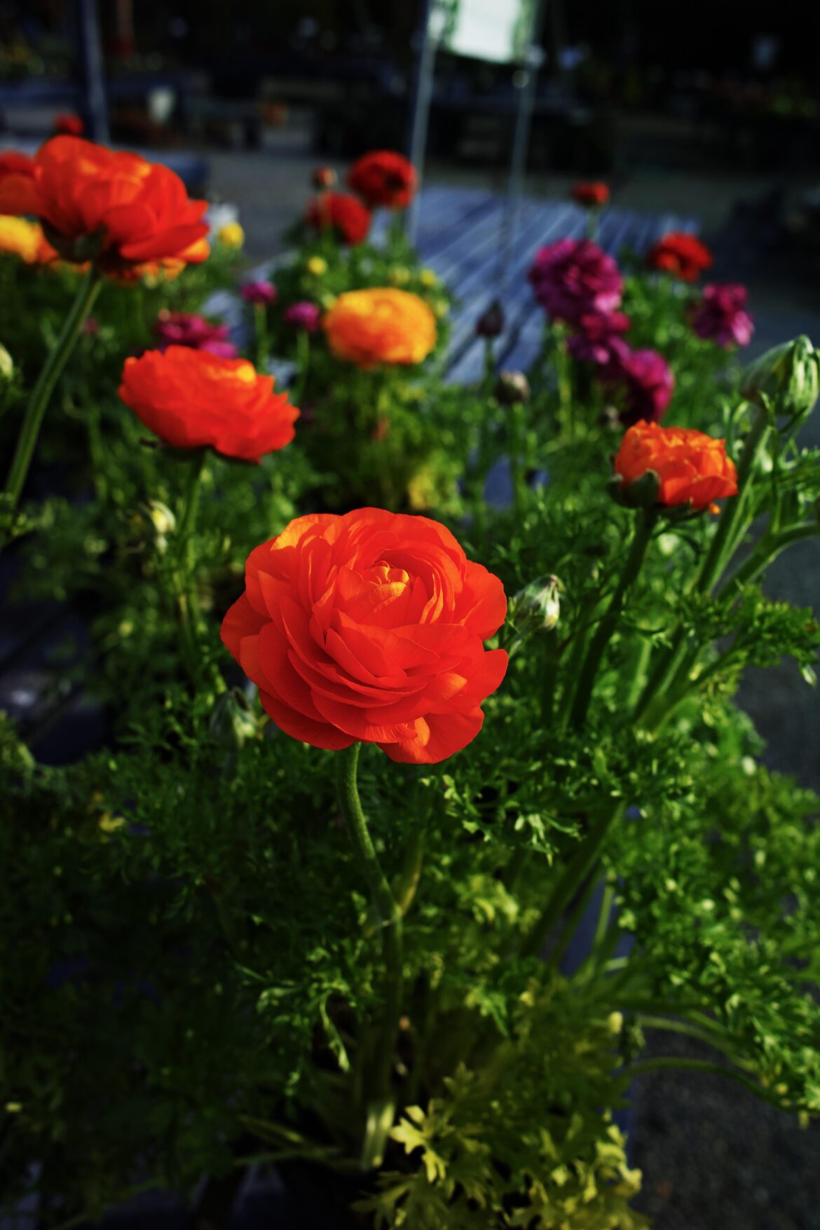 Persian buttercup (I thought it'd be rose, but google told me this)
