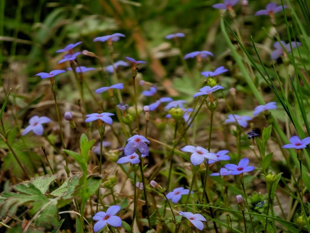 Any Tiny Bluet (Houstonia pusilla) lovers here?