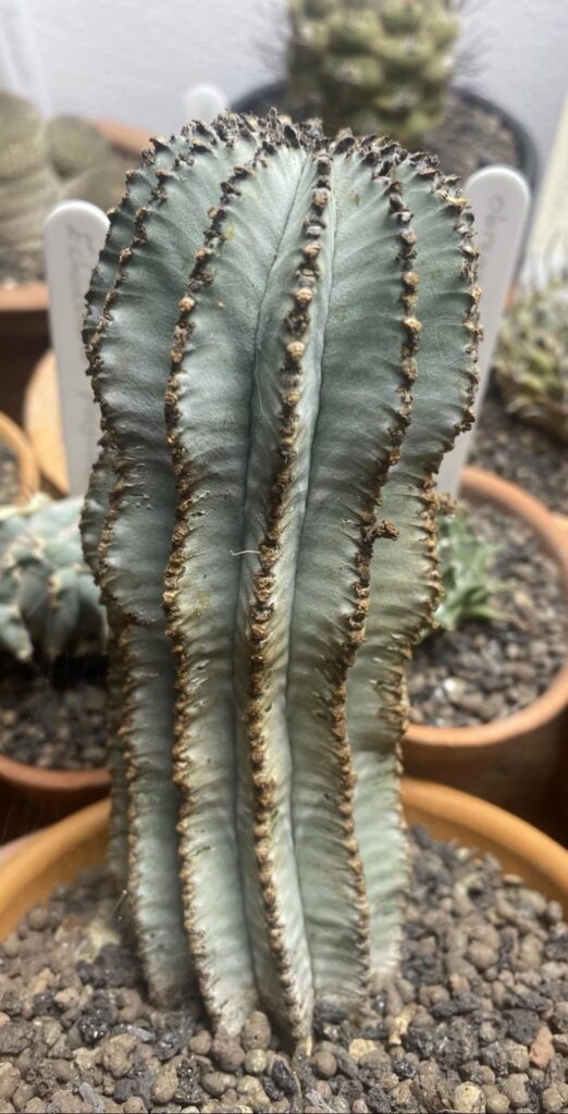 Euphorbia Horrida Ssp. Noordvaldensis