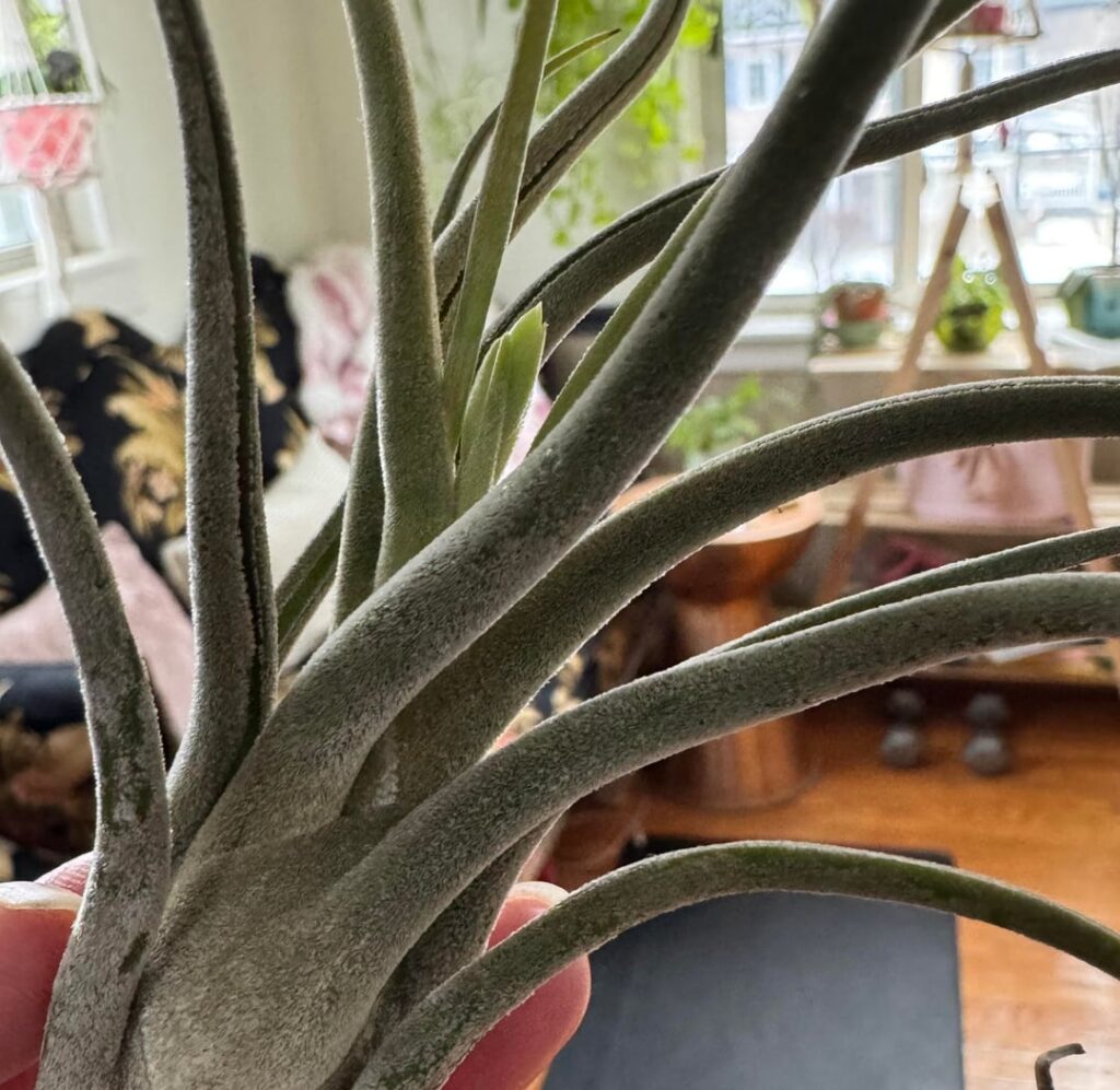Is this about to flower or just new leaves?