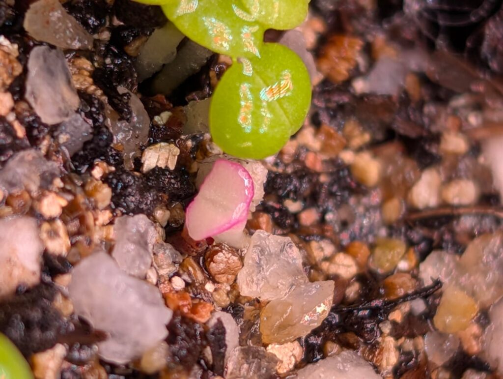 An interesting Faucaria Bosscheana seedling
