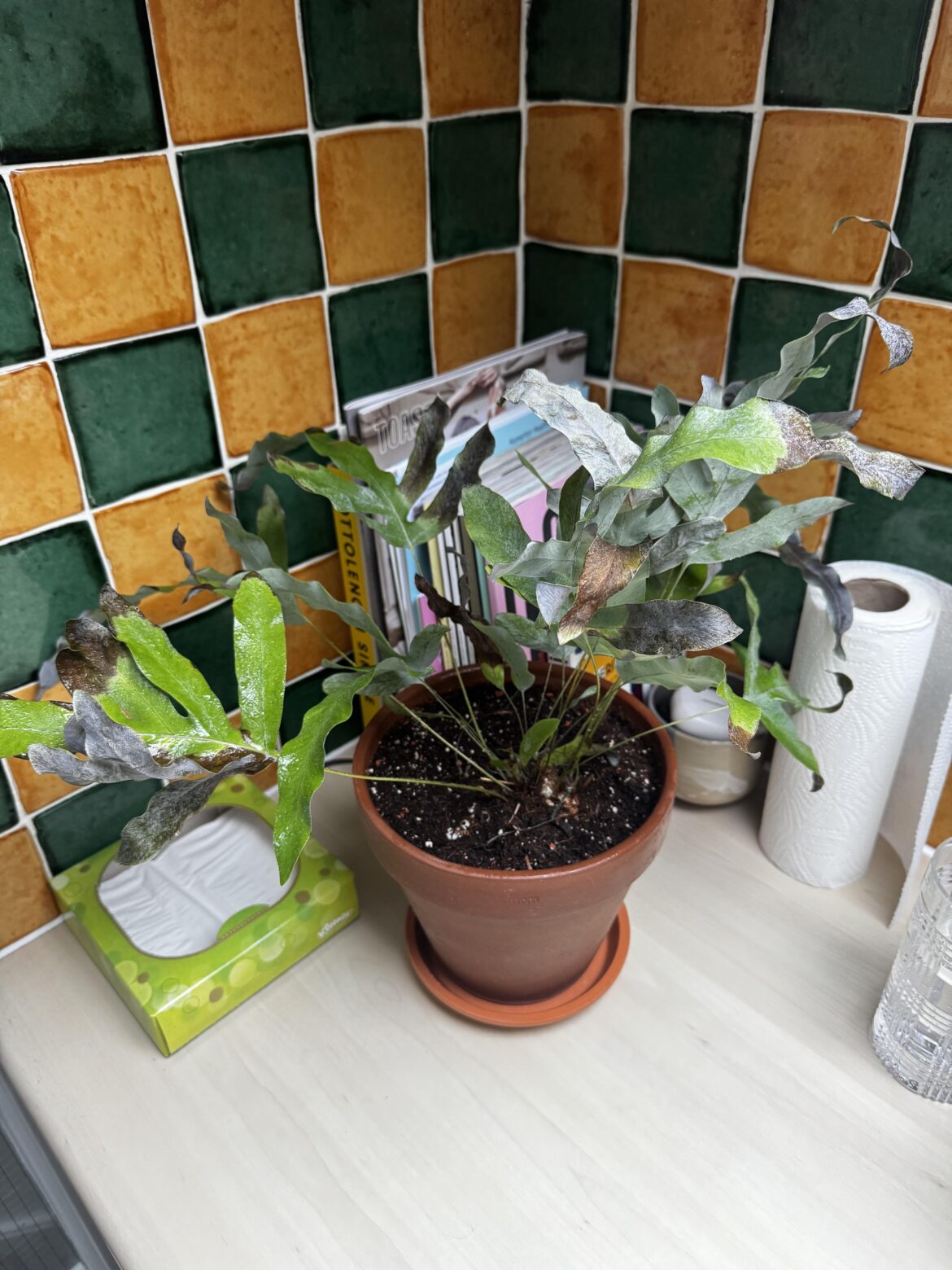 Why is my phlebodium aureum forever brown and crispy?