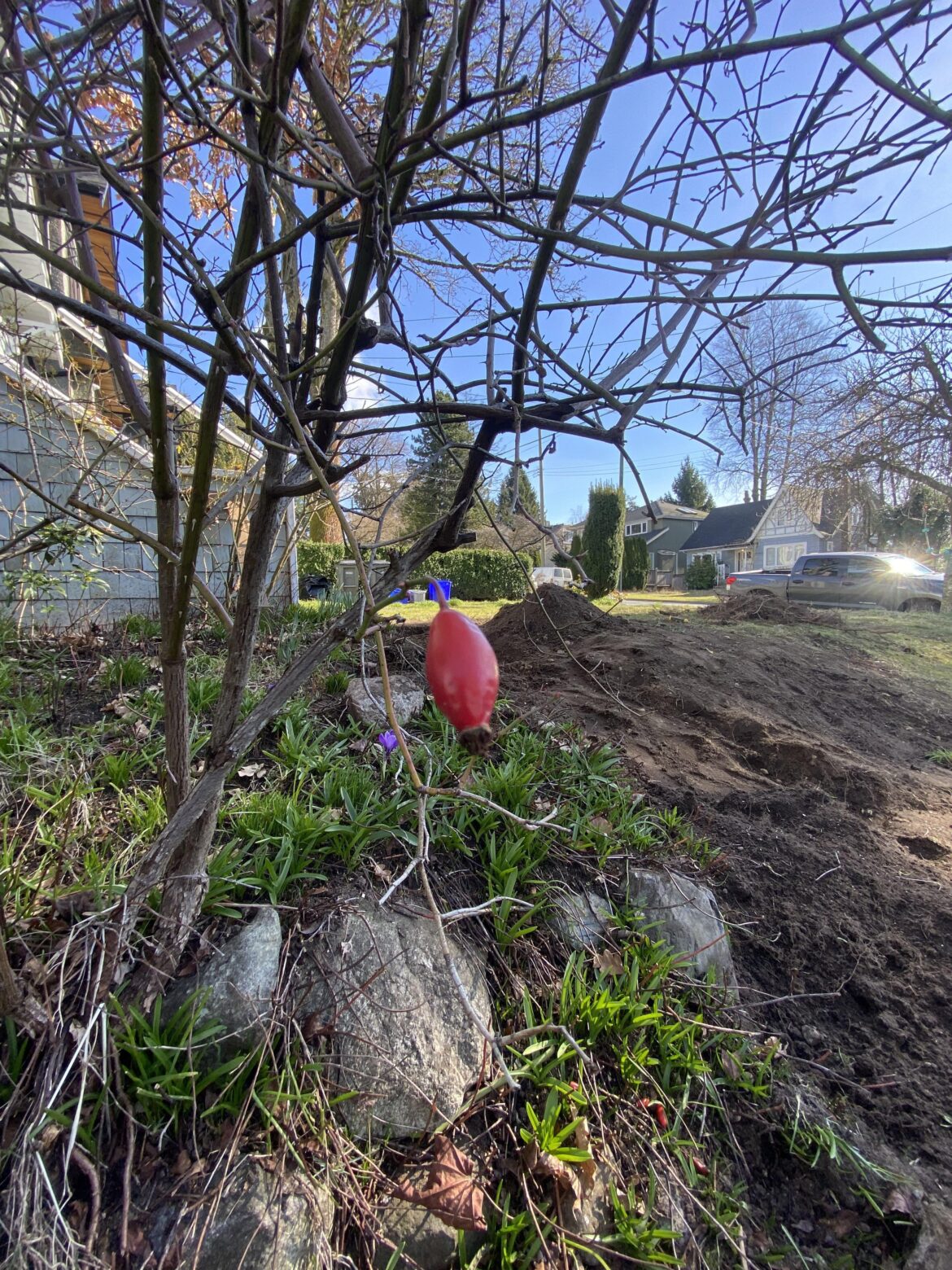 Thought it was a rose bush but doesn’t seem like it after seeing this