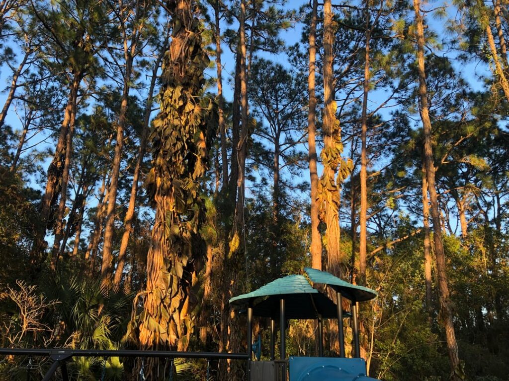 Backyard pothos hit by frost