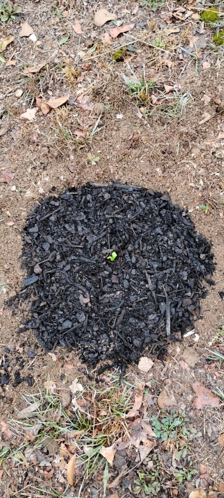 First plants in the ground.