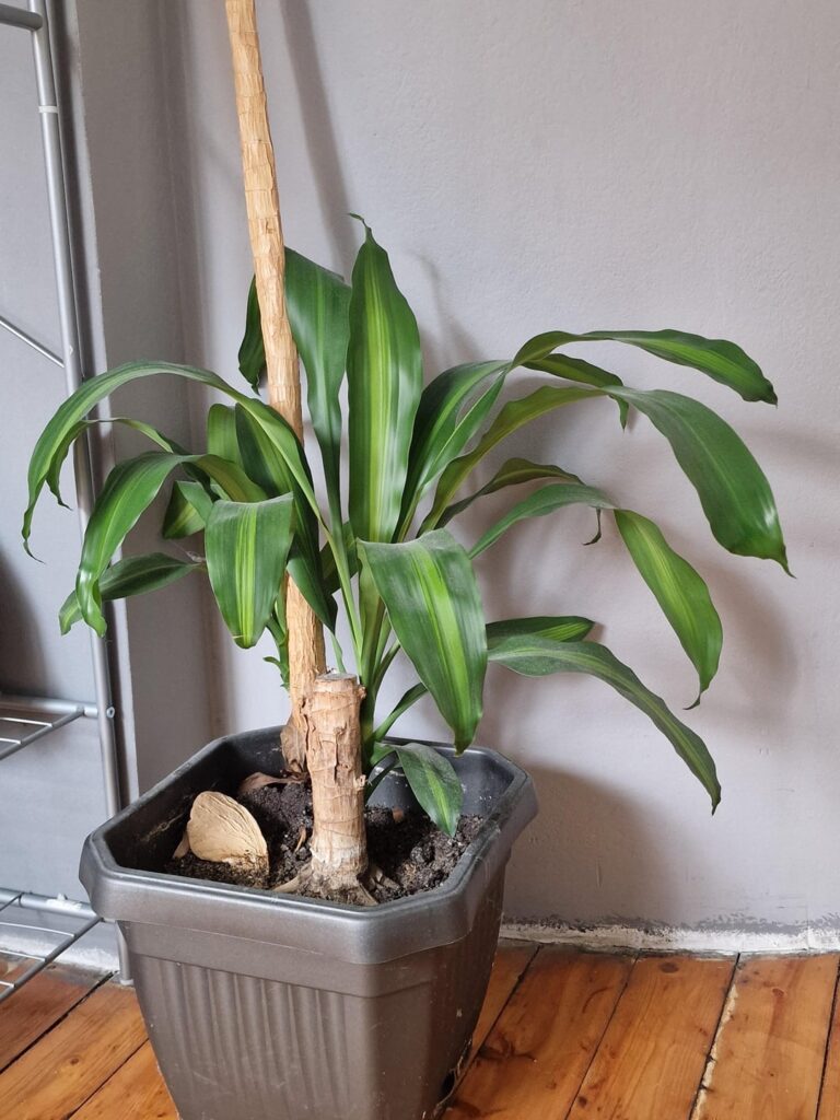 How to take care of these?