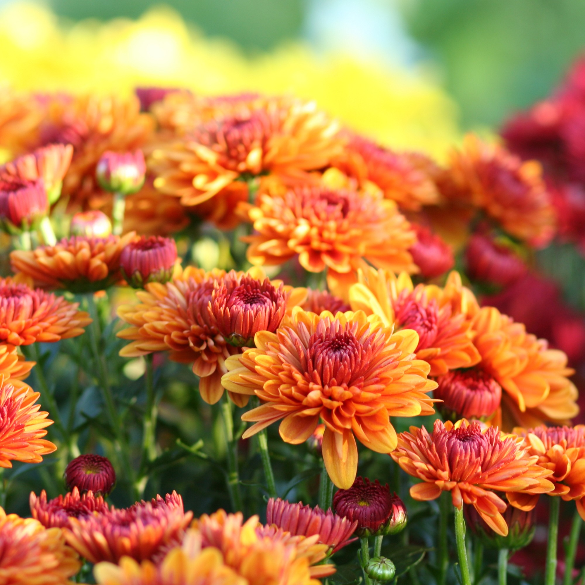 Orange and red chrysanthemum flowers