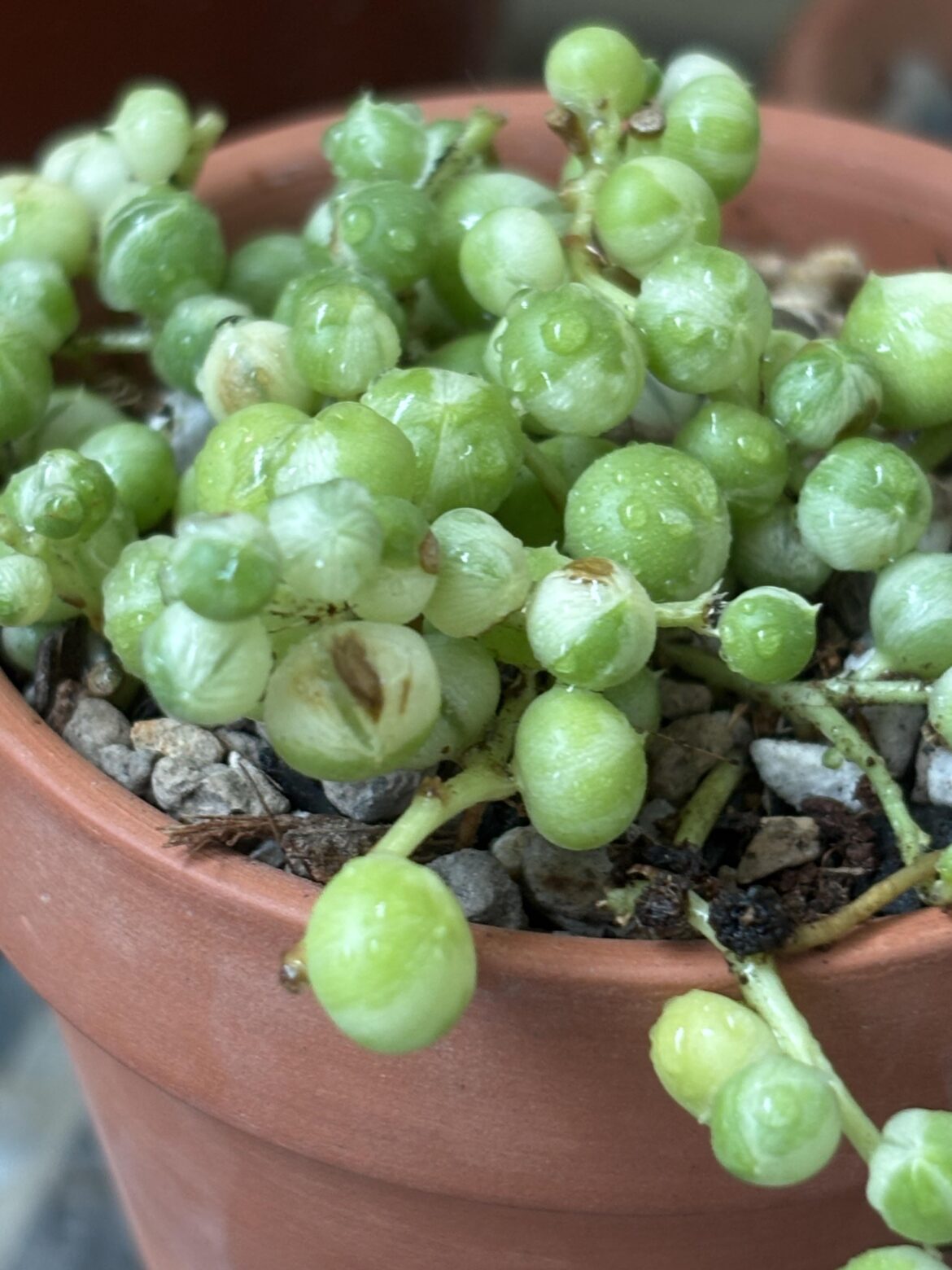 why does my string of pearls have brown?