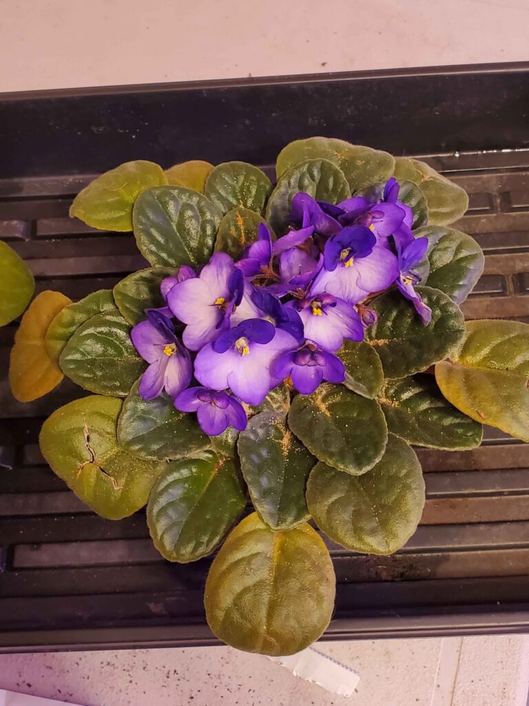 Do I need to up pot my violets or no? Do I need to up pot my violets or no?