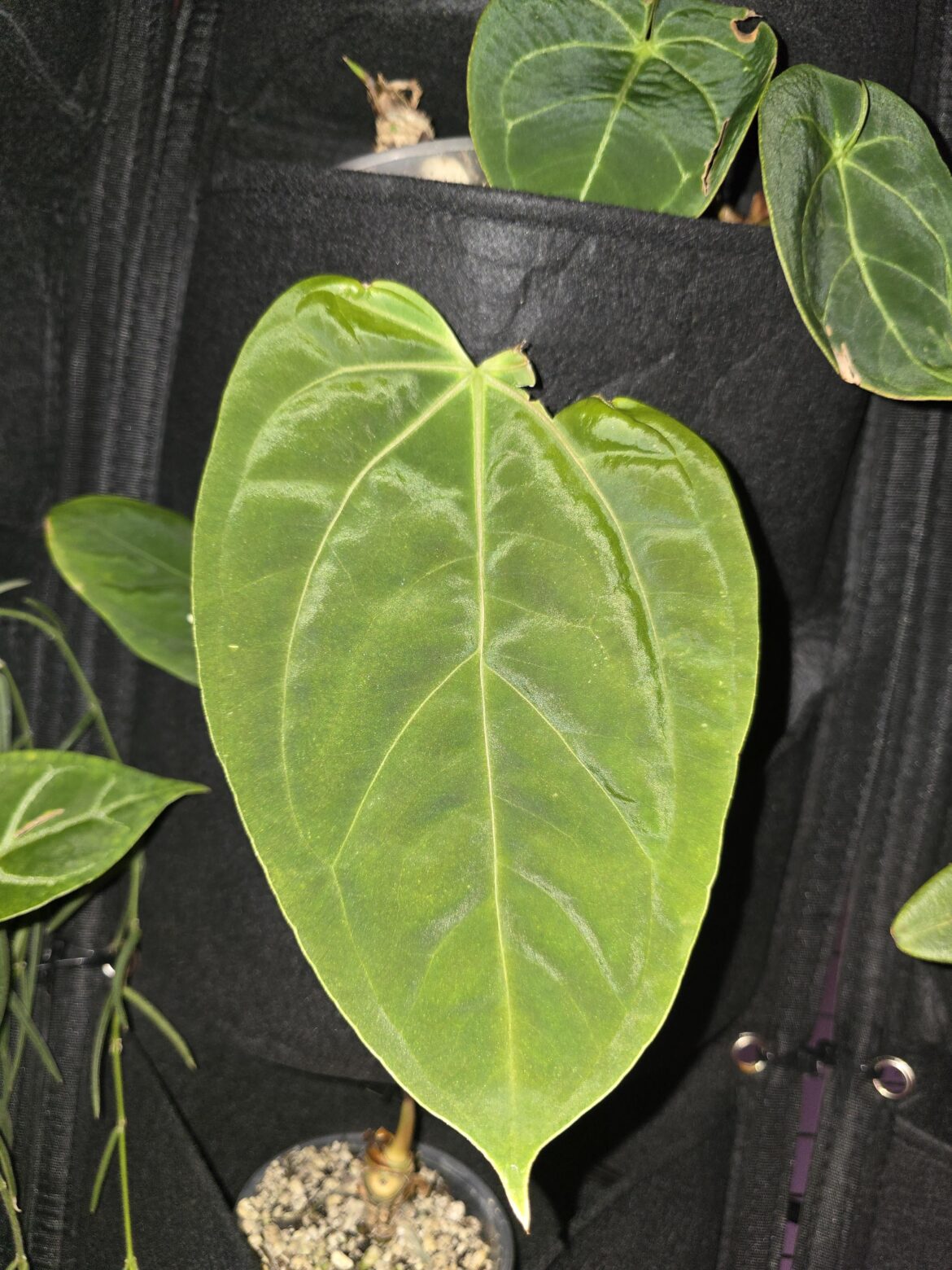 Imperfect but still cute