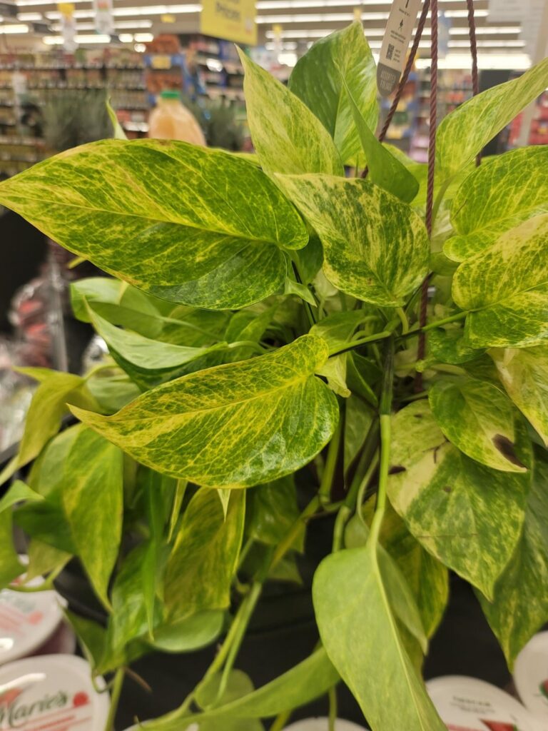 ID?