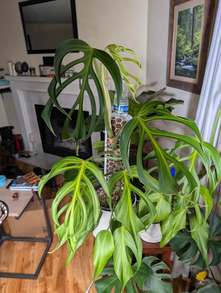 BMF secondary fenestrations!