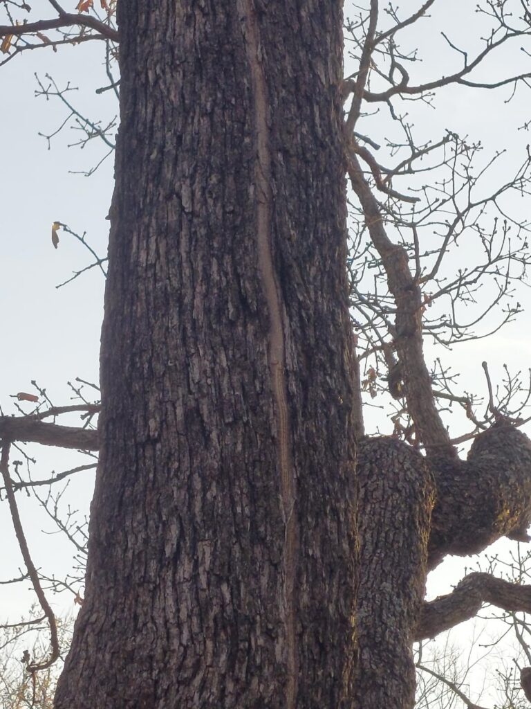 Is this a crack in my tree and is it a concern? Is this a crack in my tree and is it a concern?