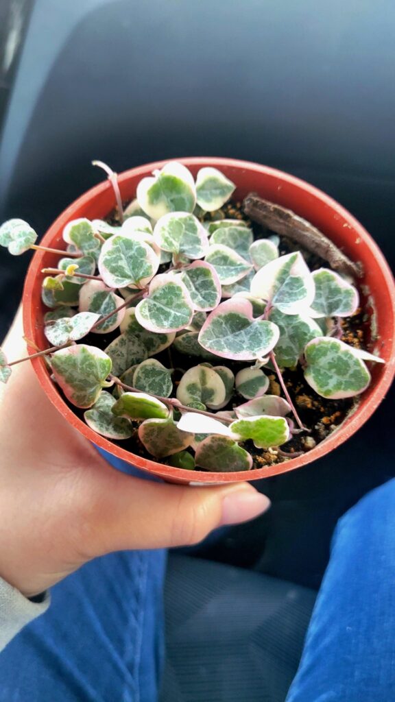 My first string of hearts✨️