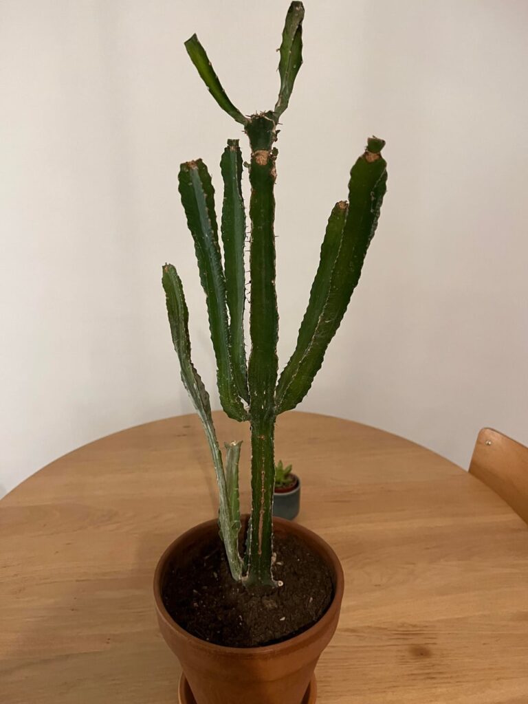 Help! My euphorbia is dying!